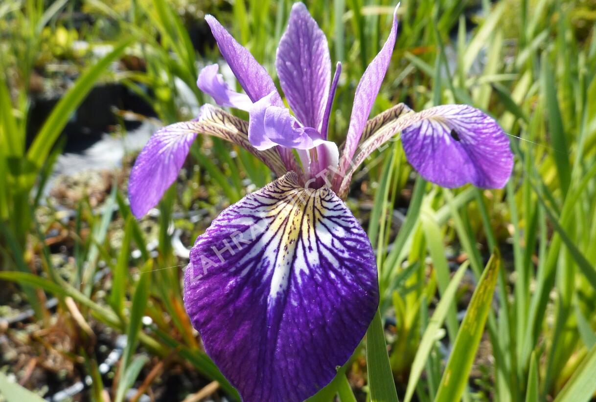 Kosatec různobarevný 'Kermesina' - Iris versicolor 'Kermesina'