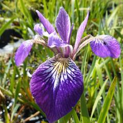 Kosatec různobarevný 'Kermesina' - Iris versicolor 'Kermesina'