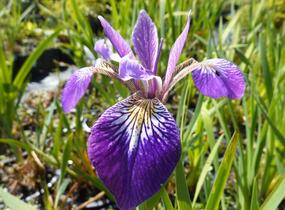 Kosatec různobarevný 'Kermesina' - Iris versicolor 'Kermesina'