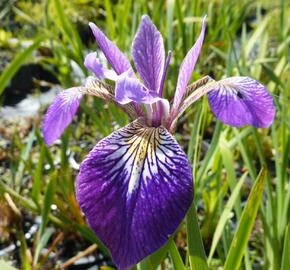 Kosatec různobarevný 'Kermesina' - Iris versicolor 'Kermesina'