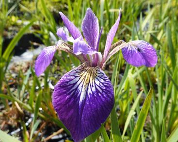 Kosatec různobarevný 'Kermesina'