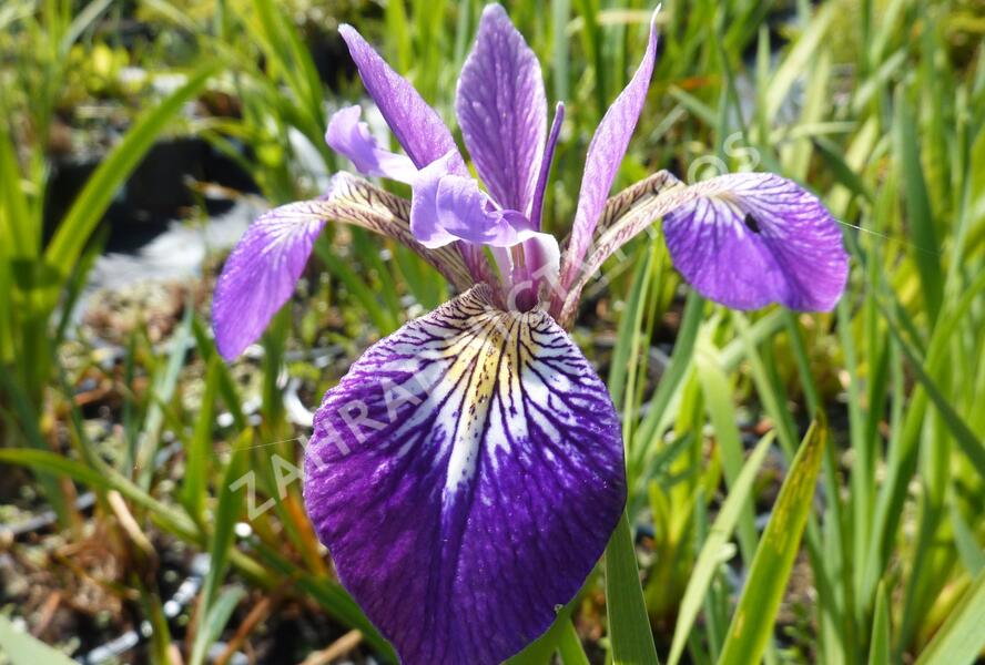 Kosatec různobarevný 'Kermesina' - Iris versicolor 'Kermesina'