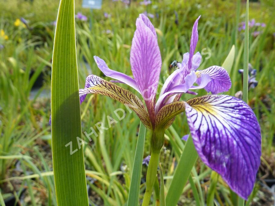 Kosatec různobarevný 'Kermesina' - Iris versicolor 'Kermesina'