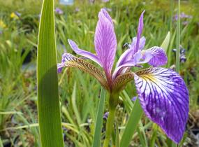 Kosatec různobarevný 'Kermesina' - Iris versicolor 'Kermesina'