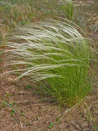 Kavyl tenkolistý - Stipa tirsa