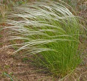 Kavyl tenkolistý - Stipa tirsa