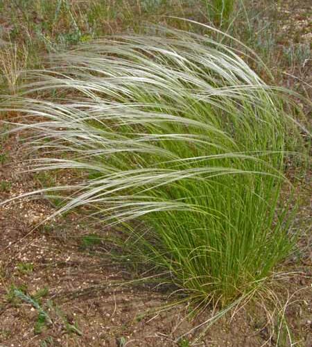 Kavyl tenkolistý - Stipa tirsa