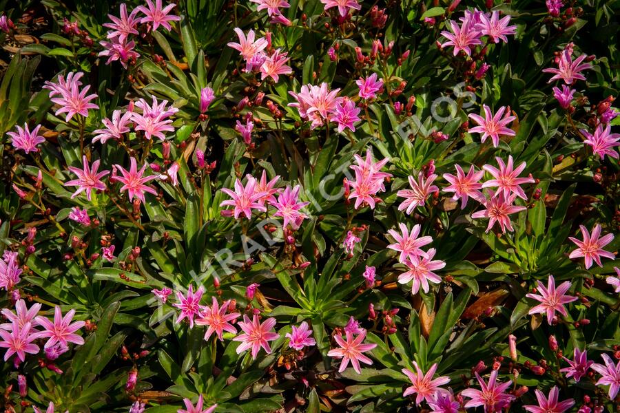 Levisie 'Little Plum' - Lewisia x longipetala 'Little Plum'