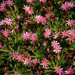 Levisie 'Little Plum' - Lewisia x longipetala 'Little Plum'