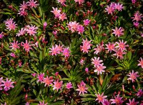 Levisie 'Little Plum' - Lewisia x longipetala 'Little Plum'