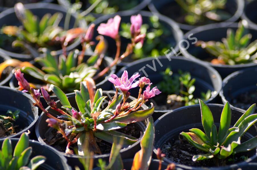 Levisie 'Little Plum' - Lewisia x longipetala 'Little Plum'