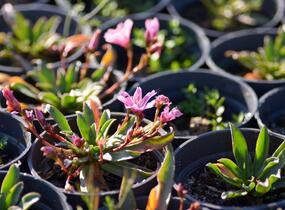 Levisie 'Little Plum' - Lewisia x longipetala 'Little Plum'