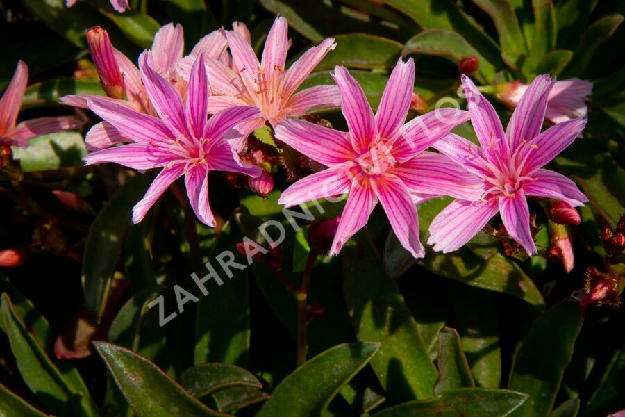 Levisie 'Little Plum' - Lewisia x longipetala 'Little Plum'