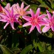 Levisie 'Little Plum' - Lewisia x longipetala 'Little Plum'