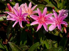 Levisie 'Little Plum' - Lewisia x longipetala 'Little Plum'