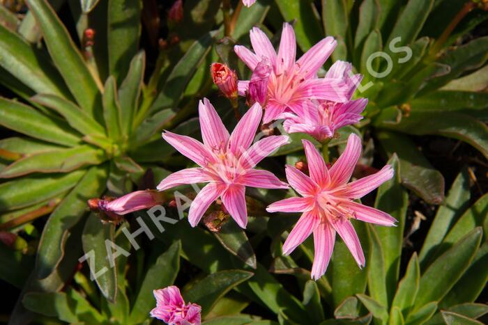 Levisie 'Little Plum' - Lewisia x longipetala 'Little Plum'