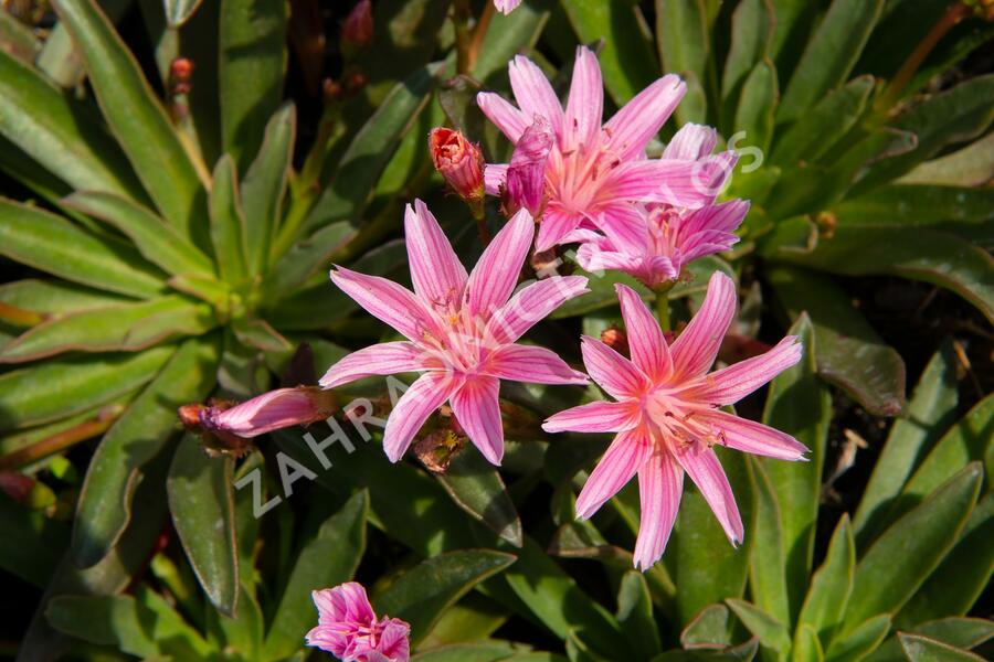 Levisie 'Little Plum' - Lewisia x longipetala 'Little Plum'
