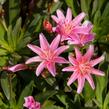 Levisie 'Little Plum' - Lewisia x longipetala 'Little Plum'