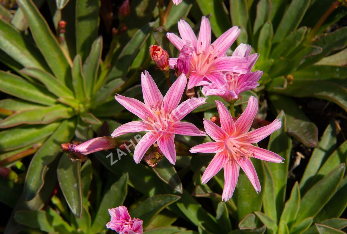 Levisie 'Little Plum' - Lewisia x longipetala 'Little Plum'
