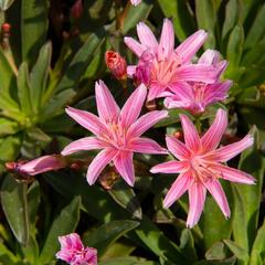 Levisie 'Little Plum' - Lewisia x longipetala 'Little Plum'