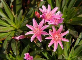Levisie 'Little Plum' - Lewisia x longipetala 'Little Plum'