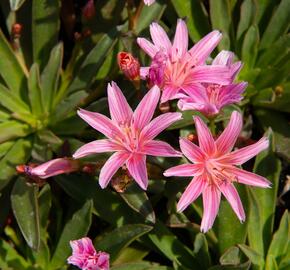 Levisie 'Little Plum' - Lewisia x longipetala 'Little Plum'