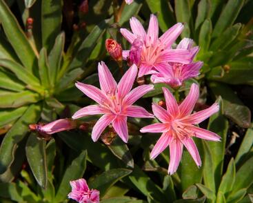 Levisie 'Little Plum'