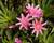 Levisie 'Little Plum'