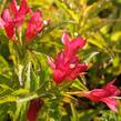 Vajgélie květnatá 'Nain Rouge' - Weigela 'Nain Rouge'