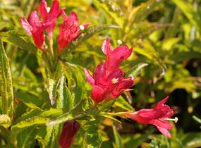 Vajgélie květnatá 'Nain Rouge' - Weigela florida 'Nain Rouge'