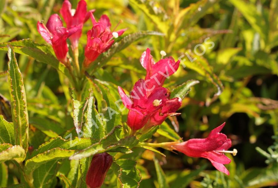 Vajgélie květnatá 'Nain Rouge' - Weigela florida 'Nain Rouge'