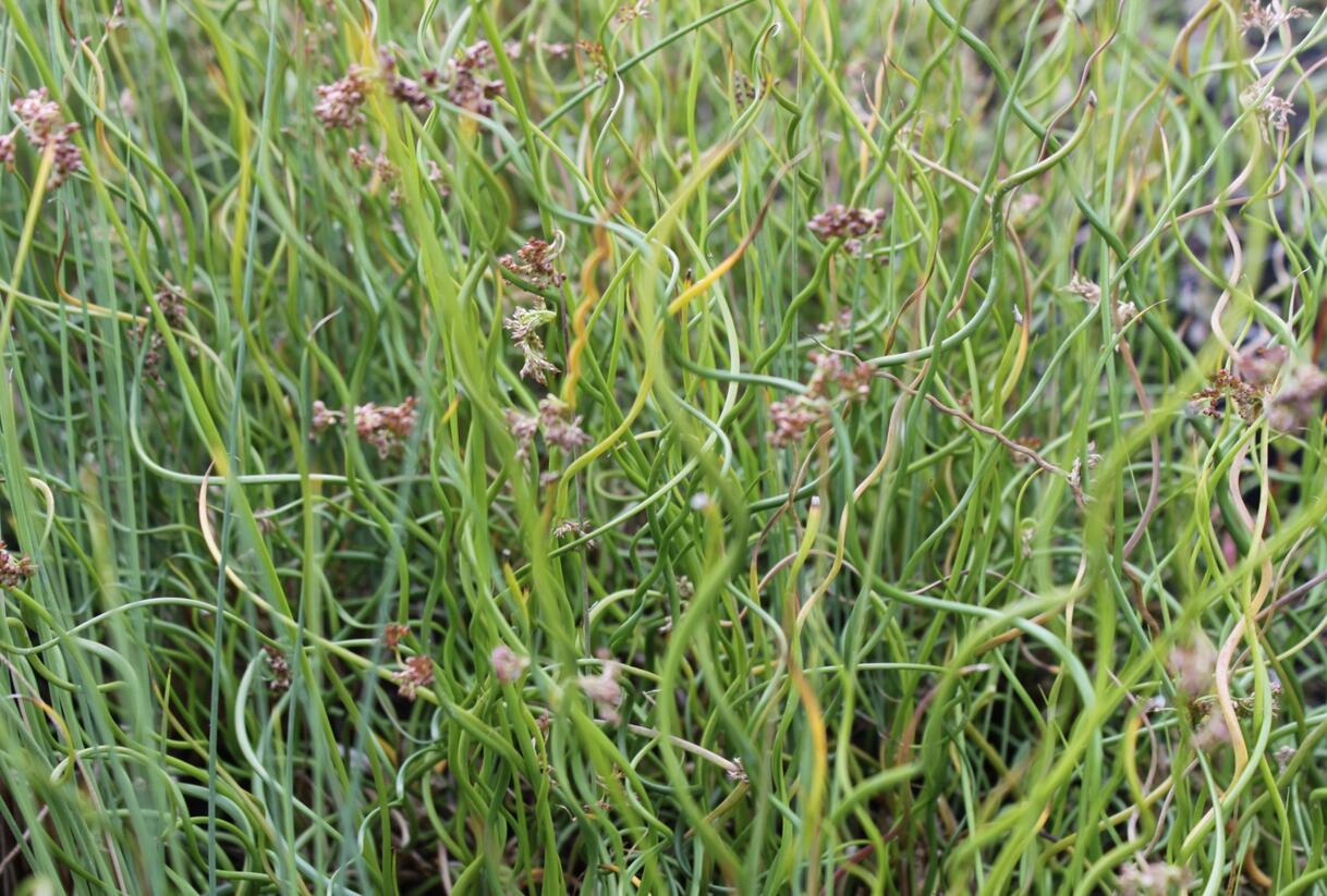 Sítina rozkladitá - Juncus effusus
