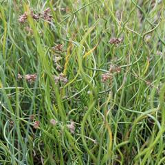 Sítina rozkladitá - Juncus effusus