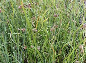 Sítina rozkladitá - Juncus effusus