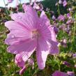 Sléz 'Fastigiata' - Malva alcea 'Fastigiata'