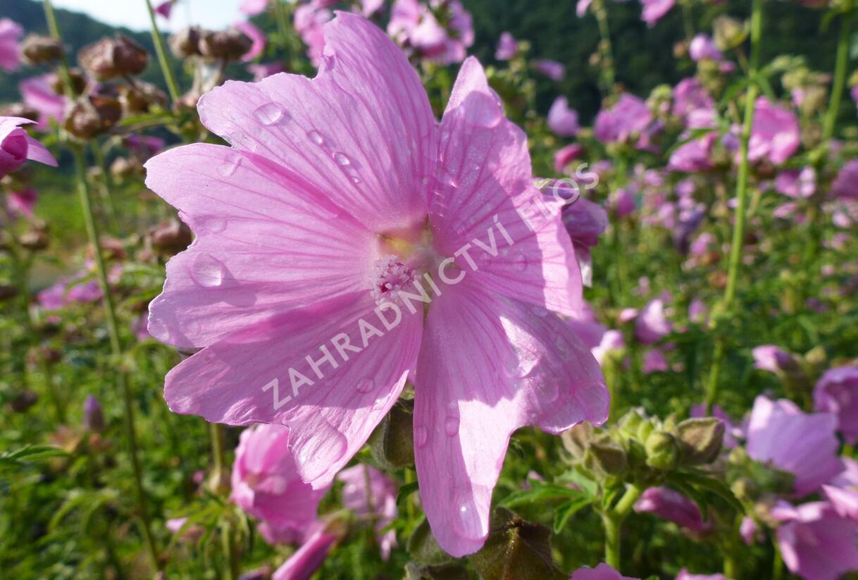 Sléz velkokvětý var.fastigiata - Malva alcea var.fastigiata