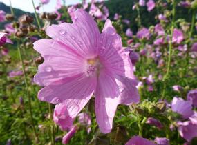 Sléz velkokvětý var.fastigiata - Malva alcea var.fastigiata