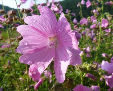Sléz velkokvětý var.fastigiata