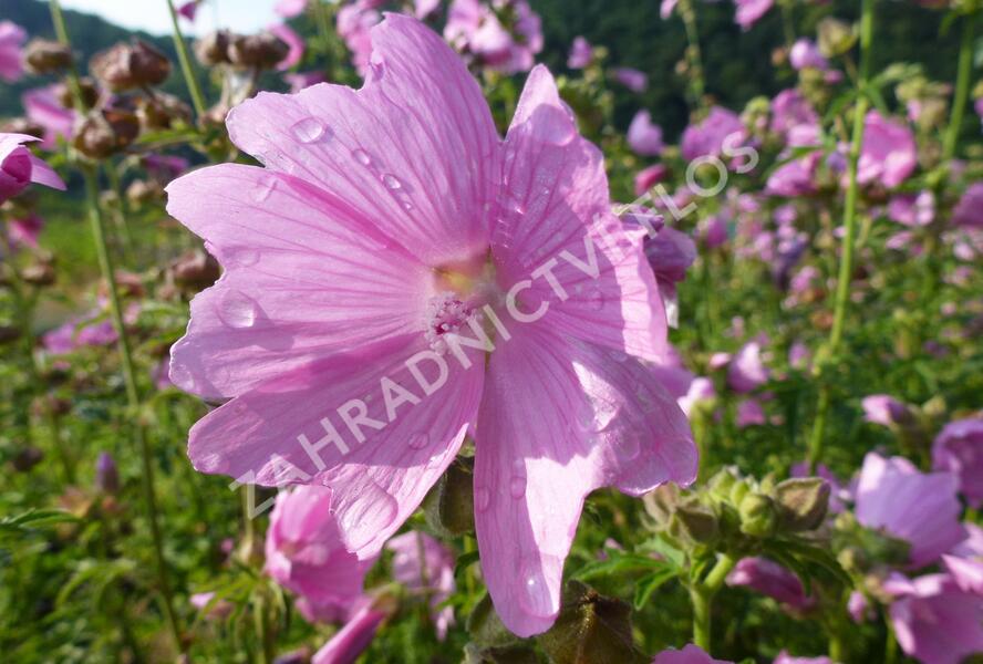 Sléz velkokvětý var.fastigiata - Malva alcea var.fastigiata