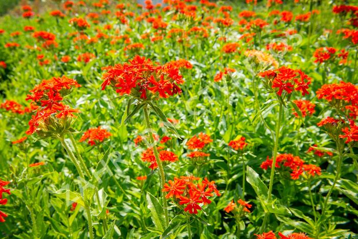 Kohoutek chalcedonský - Lychnis chalcedonica