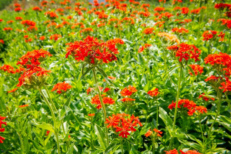 Kohoutek chalcedonský - Lychnis chalcedonica