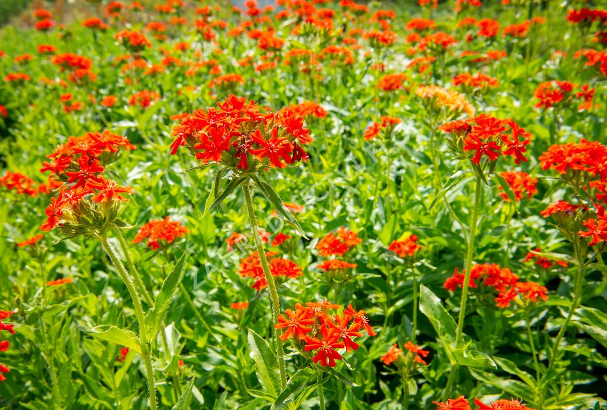 Kohoutek chalcedonský - Lychnis chalcedonica