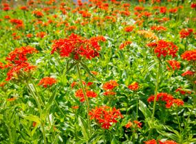 Kohoutek chalcedonský - Lychnis chalcedonica