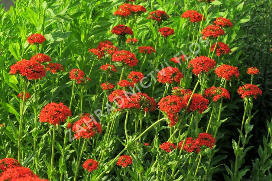 Kohoutek chalcedonský - Lychnis chalcedonica