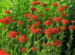 Kohoutek chalcedonský - Lychnis chalcedonica