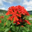 Kohoutek chalcedonský - Lychnis chalcedonica