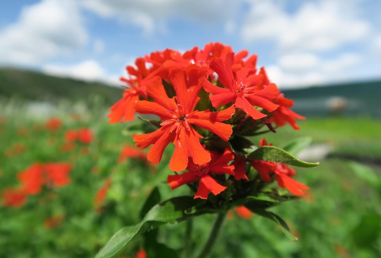 Kohoutek chalcedonský - Lychnis chalcedonica