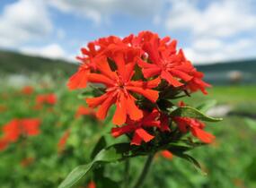 Kohoutek chalcedonský - Lychnis chalcedonica