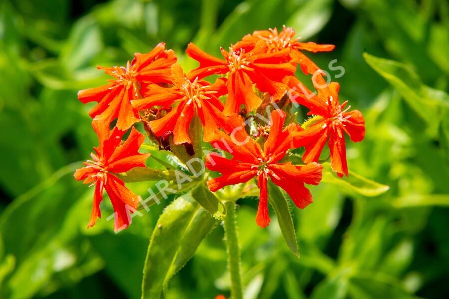 Kohoutek chalcedonský - Lychnis chalcedonica
