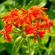 Kohoutek chalcedonský - Lychnis chalcedonica